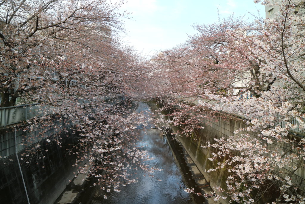 神田川沿いの桜