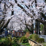 呑川緑道の桜