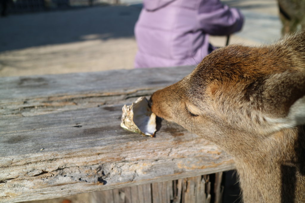 宮島で牡蠣の殻を舐める鹿